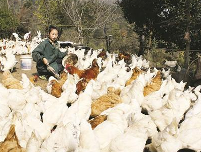 竹山县郧阳大鸡获十堰市市级知名商标认定