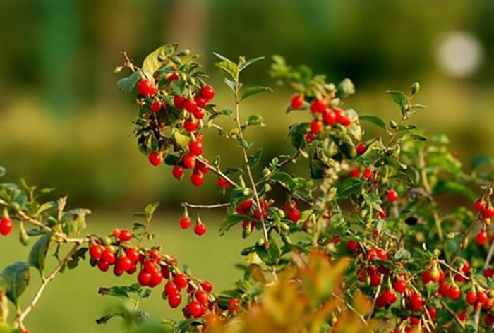 枸杞商标注册属于第几类?