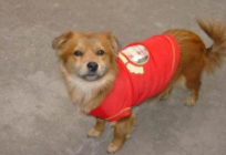 宠物衣服属于商标哪个类别